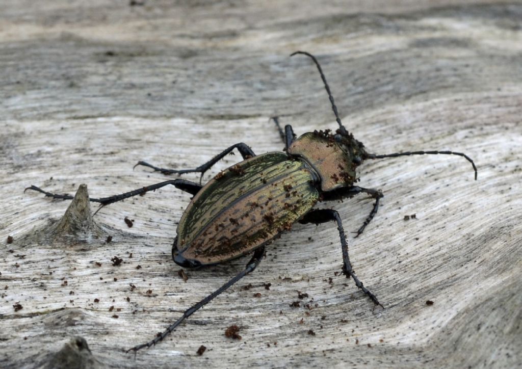 Carabus cancellatus, Carabidae